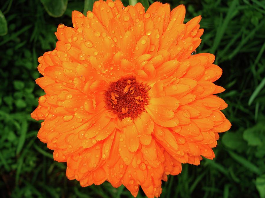 Summer Photograph - Orange flower after rain by Happyantsstudio Anton