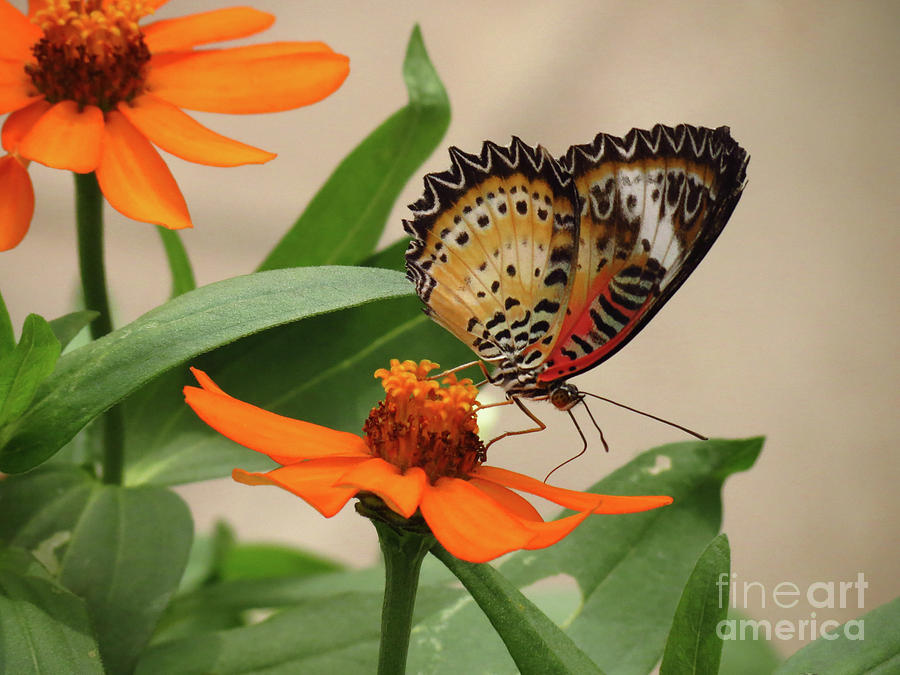 Orange Flower Butterfly Photograph by Rrrose Pix