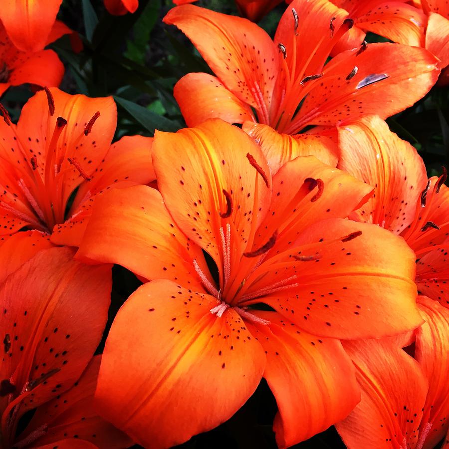 Orange Flower Photograph - Orange Flower by Carl Griffasi