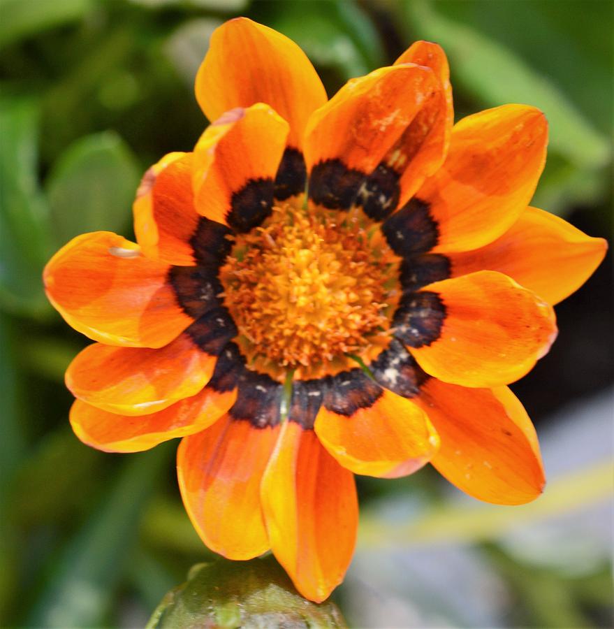 Orange Flower Photograph by Charles HALL