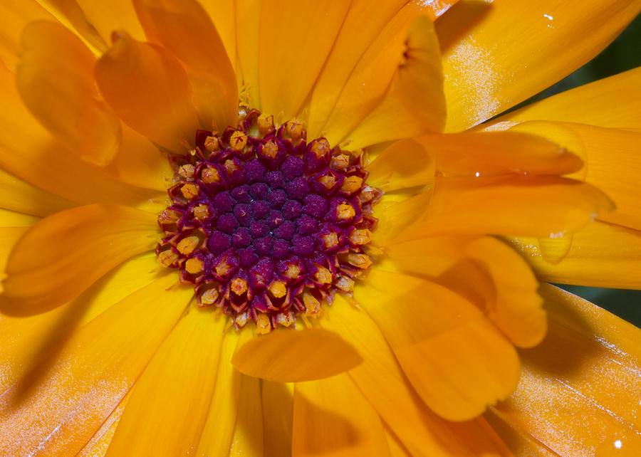 Orange Flower Photograph by Chris Smith