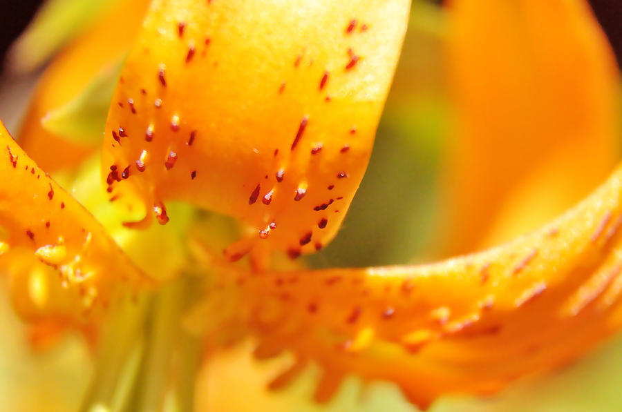 Nature Photograph - Orange flower by Damijana Cermelj