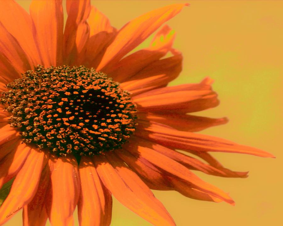 Orange Flower Painting