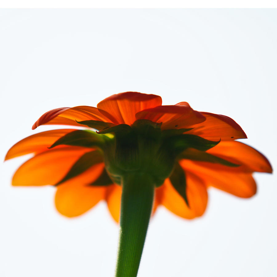 Orange Flower Photograph by Edward Myers
