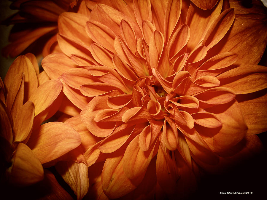 Orange Flower Enhanced 2016 Digital Art by Brian Gilna