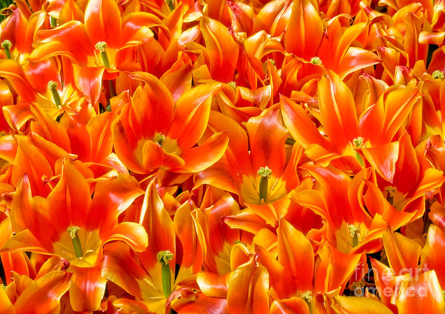 Orange flower fire Photograph by Yurix Sardinelly