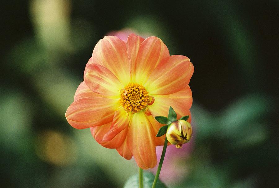 Orange flower Photograph by Frank Larkin