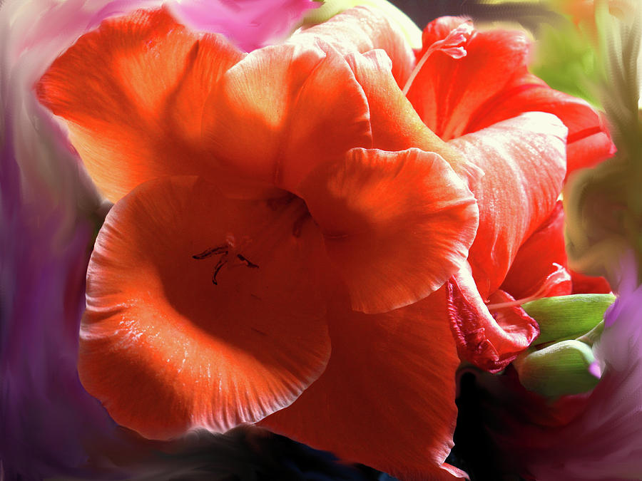 Orange Flower Photograph by Ian  MacDonald