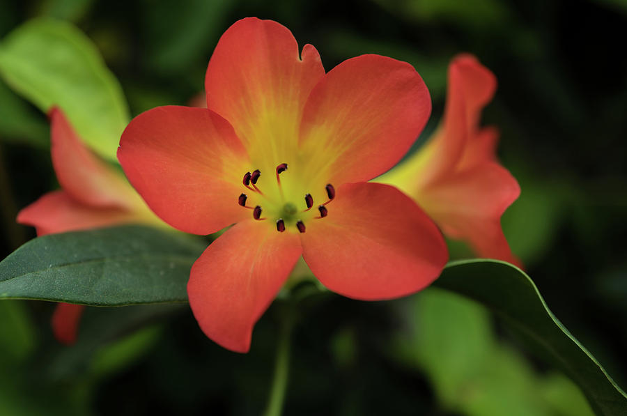 Orange flower Photograph by Jocelyn Kahawai