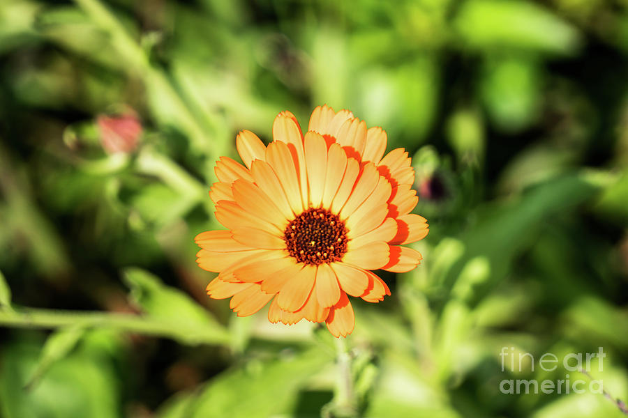 Orange Flower Photograph by Kevin Gladwell