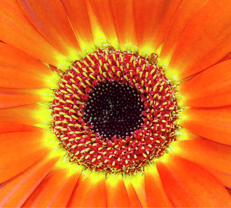Orange Flower Macro Photograph by Bob Slitzan