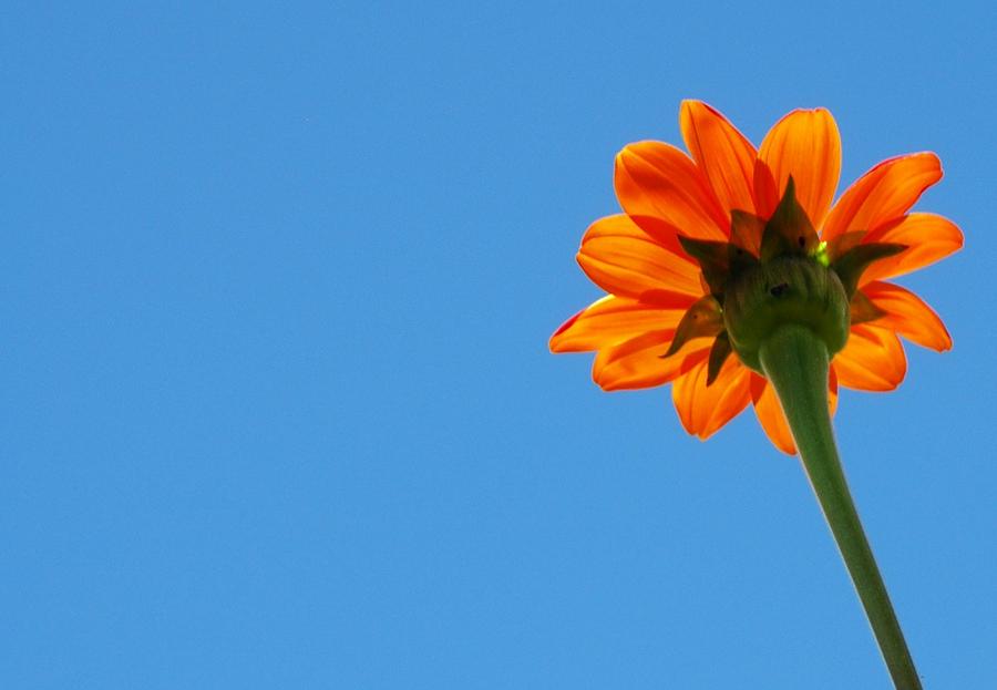 Orange flower on blue sky Photograph by Debbie Karnes
