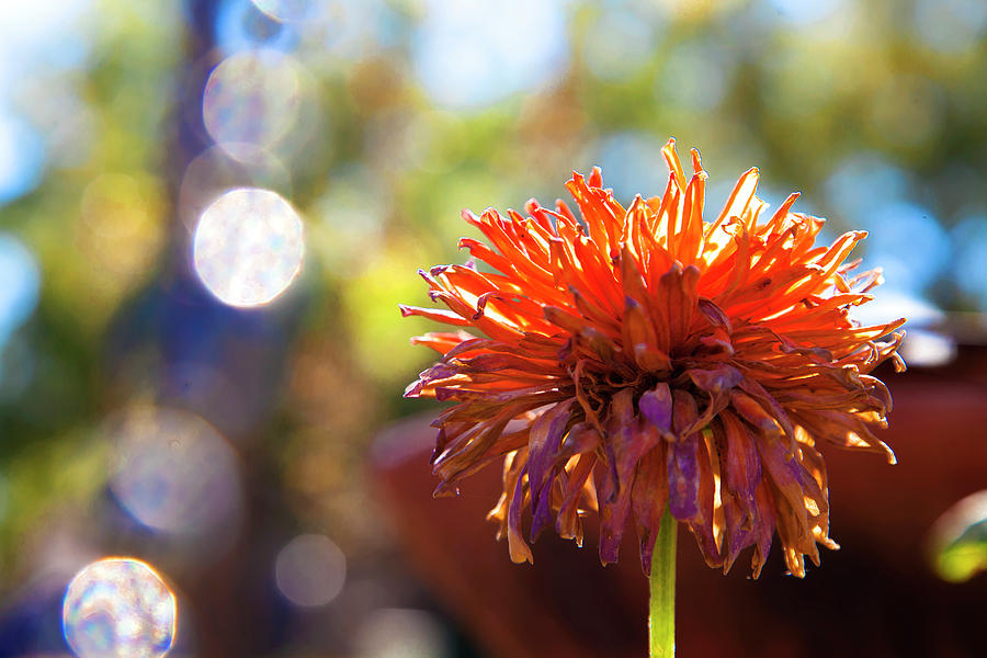Orange Flower Photograph by Toni Hopper