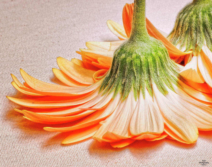 Orange Flower Upside Down Photograph by Peg Runyan