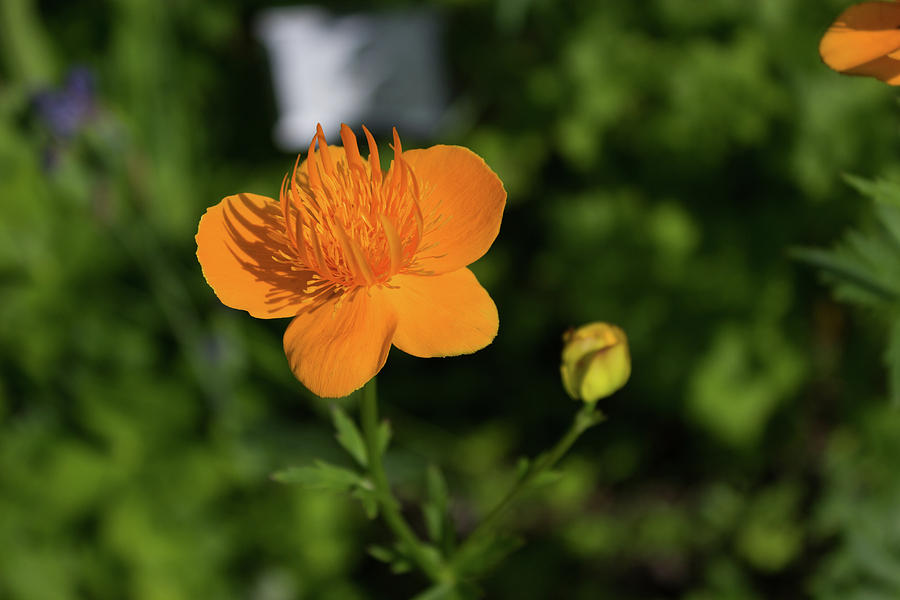 Orange Flower Photograph