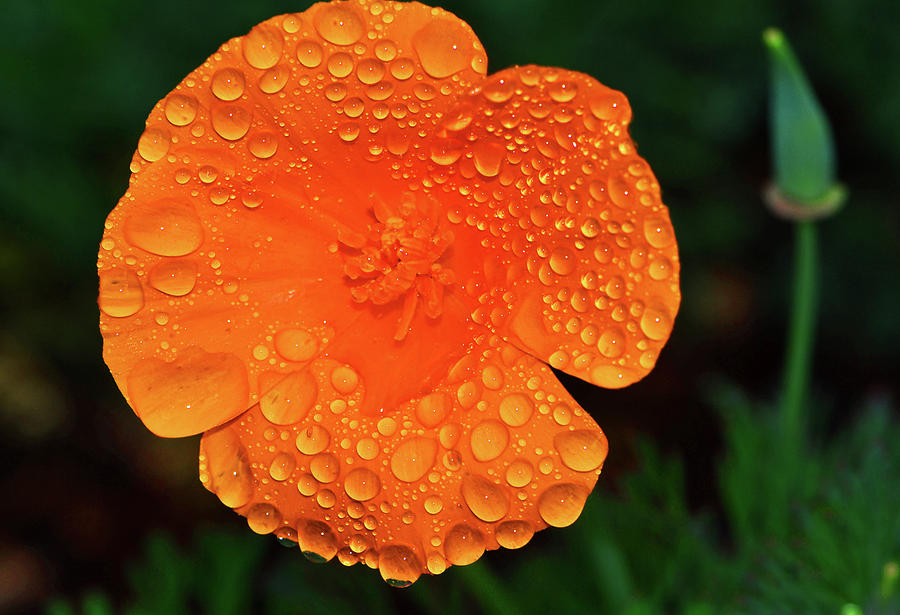 Orange Flower With Water Drops 003 Photograph by George Bostian