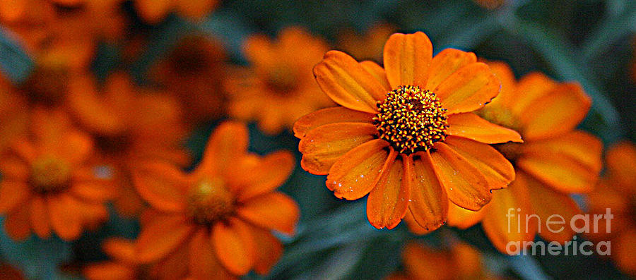 Orange Flowers Photograph by Alison Caltrider