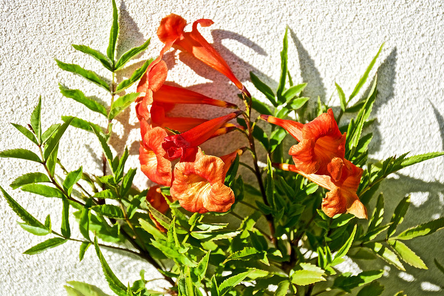California Photograph - Orange Trumpet Flowers at Pilgrim Place in Claremont-California  #1 by Ruth Hager