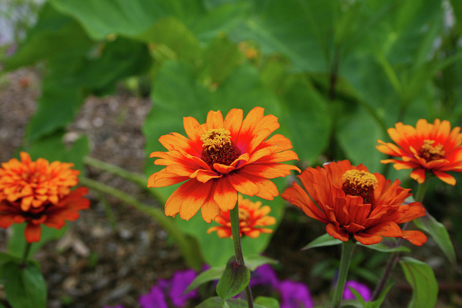 Flower Photograph - Orange Flowers by Cathy Harper