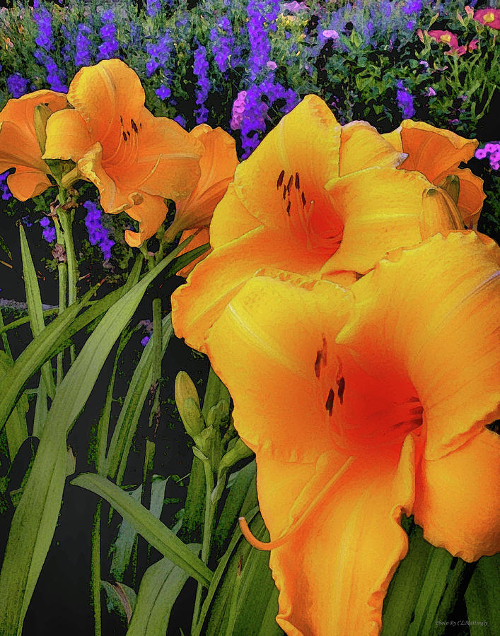 Orange Flowers Photograph by Coke Mattingly