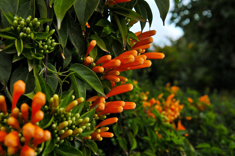 Orange Trumpet Flowering Vine Photograph by Desiree Silva - Fine Art ...