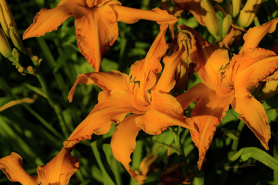 Orange Flowers Photograph by Ed Peterson