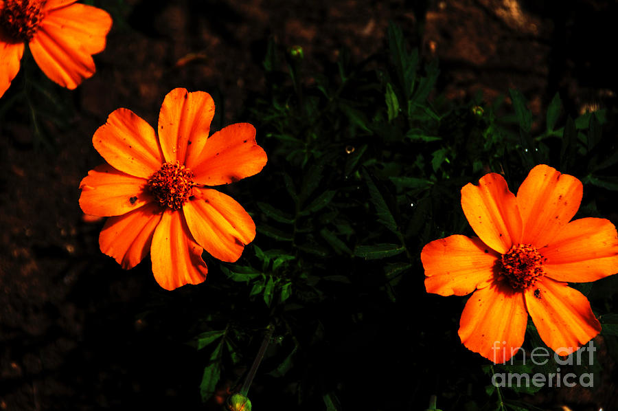 Orange Flowers emerging from the Dark Photograph by David Frederick