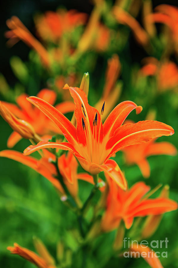 Orange Flowers Photograph by George Lehmann