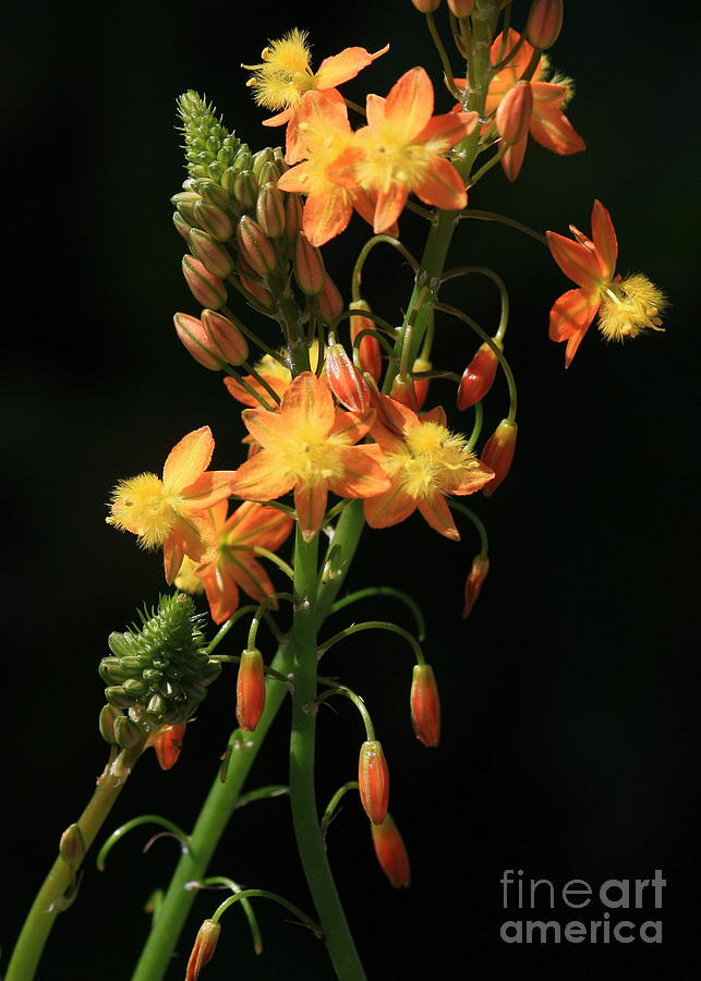 Orange Flowers on Black Photograph by Carol Groenen