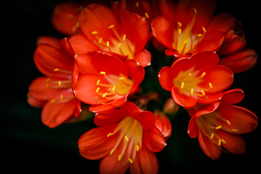 Orange Flowers Photograph by Ray Congrove