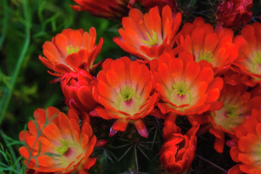 Orange Photograph - Orange flowers by Roy Nierdieck Orange Photograph - Orange flowers by Roy Nierdieck
