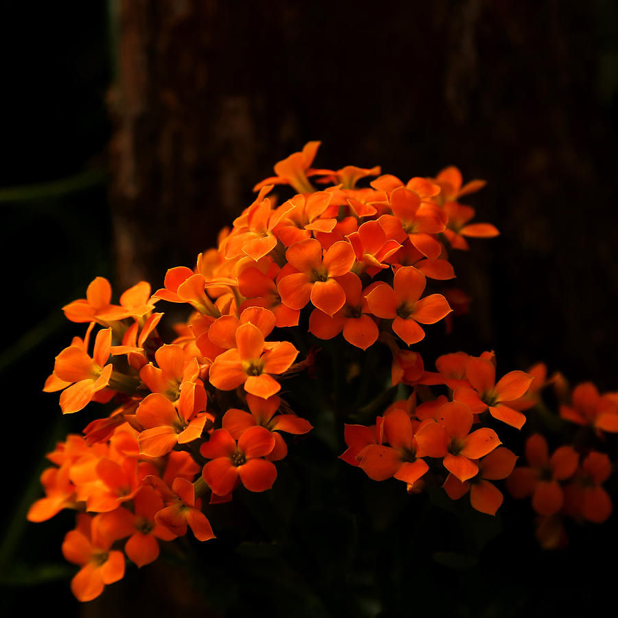 Orange Flowers Square Photograph by Judy Vincent