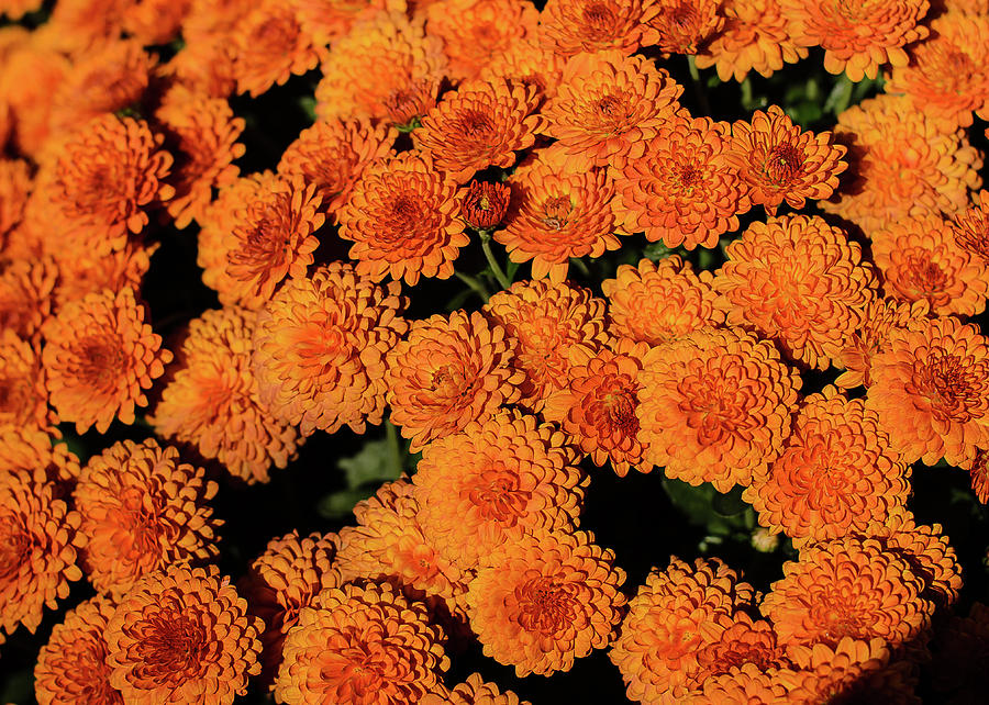 Orange Flowers Photograph by Tom Potter