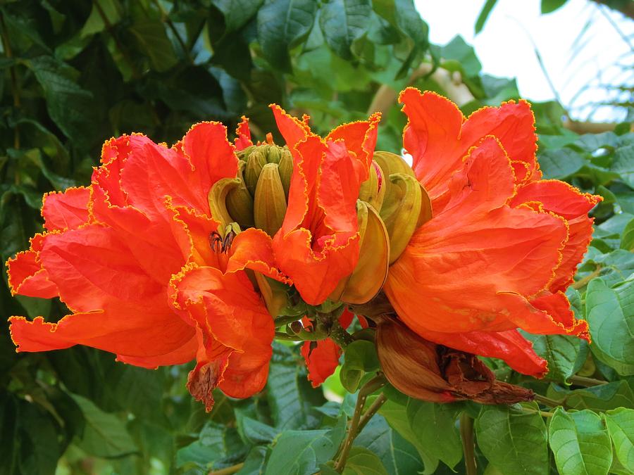 Orange Flowers Photograph by Vijay Sharon Govender