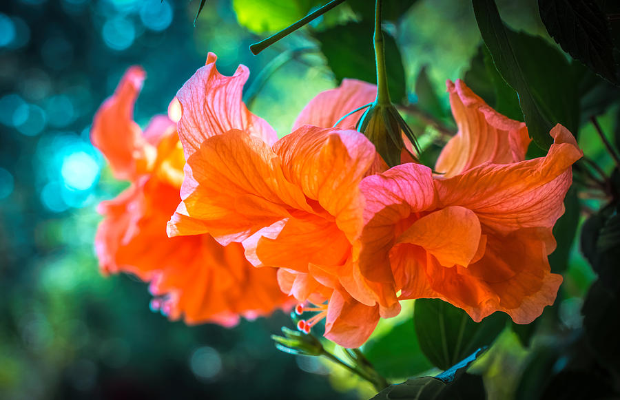 Orange Fluffy flower Photograph by Lilia S