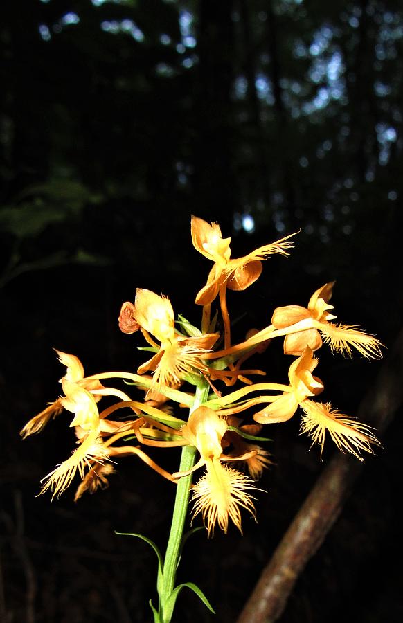 Orange Fringed Orchid Photograph by Joshua Bales