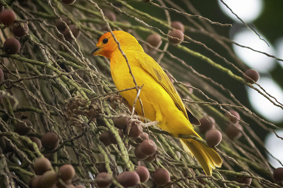 Orange Fronted Yellow Finch Panaca Quimbaya Colombia Photograph by Adam Rainoff