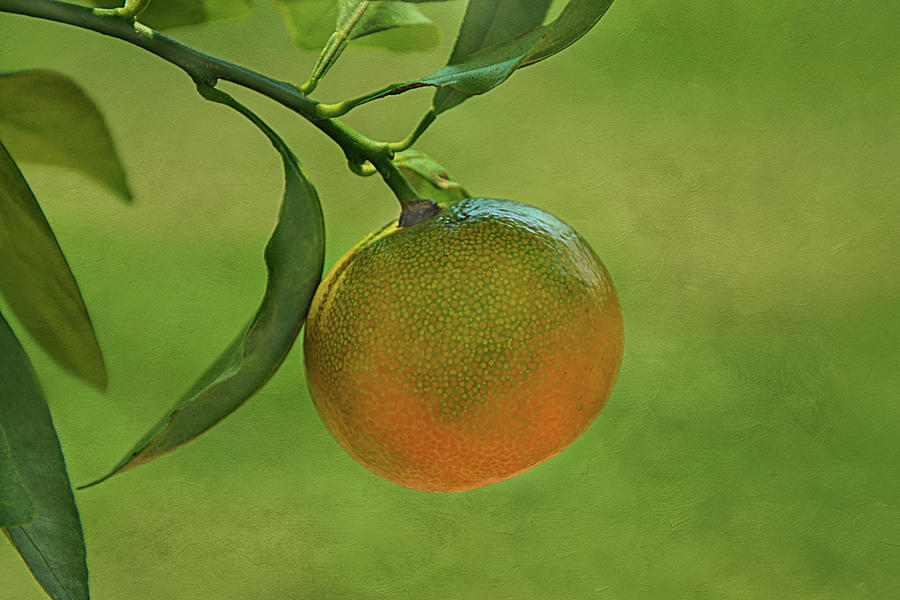 Orange Fruit Photograph by Isabela and Skender Cocoli - Fine Art America