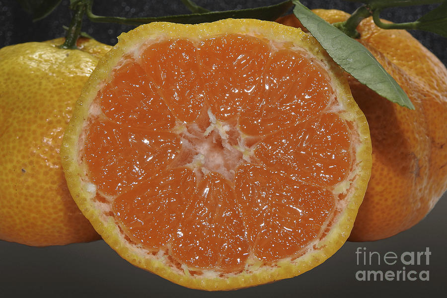 Orange Fruit Slices Photograph by Ella Kaye Dickey