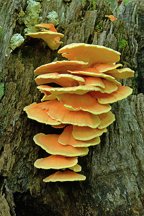 Orange Fungi Photograph by Alan Lenk