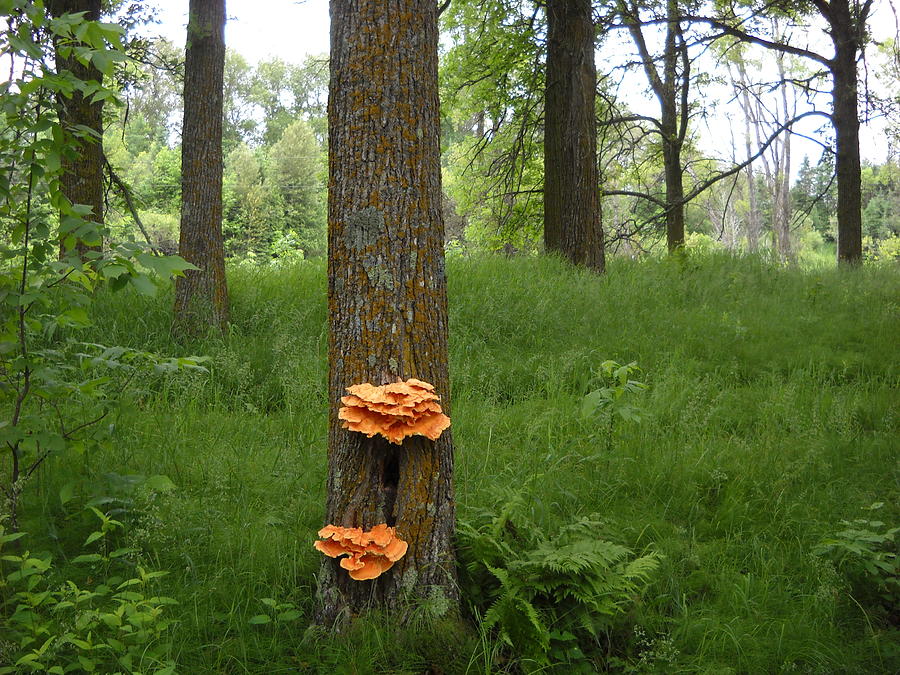 Orange Fungi on a Tree Photograph by Kent Lorentzen
