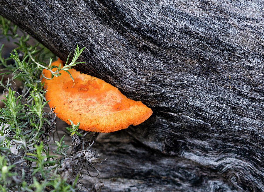 Orange Fungus - Canberra - Australia Photograph by Steven Ralser