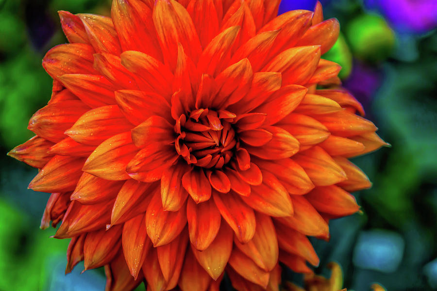 Orange Garden Dahlia Photograph by Garry Gay