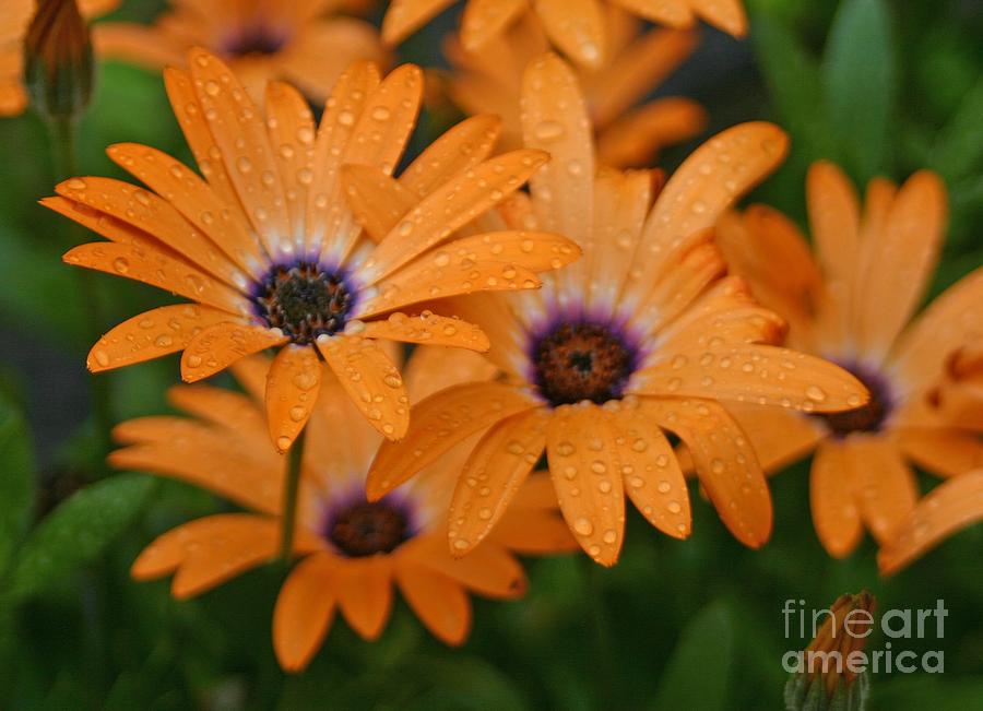 Orange Gazania by Cindy Lee Longhini Orange Gazania by Cindy Lee Longhini