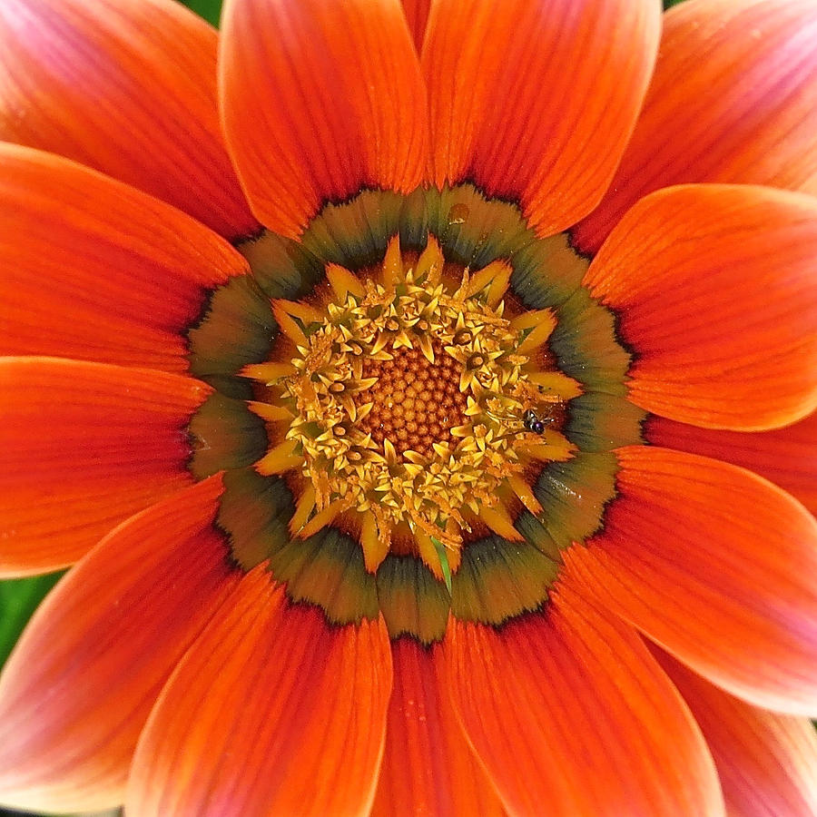 Orange Gazania Photograph by Earth Garden Art - Fine Art America