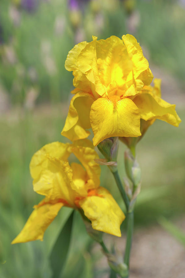 Orange Gem. The Beauty of Irises Photograph by Jenny Rainbow