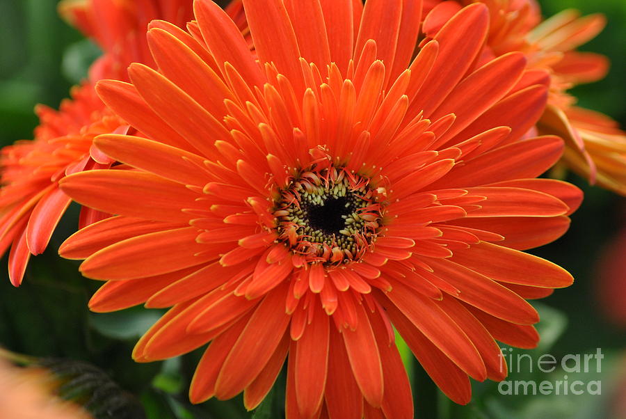 Orange gerber daisy  Photograph by Frank Larkin