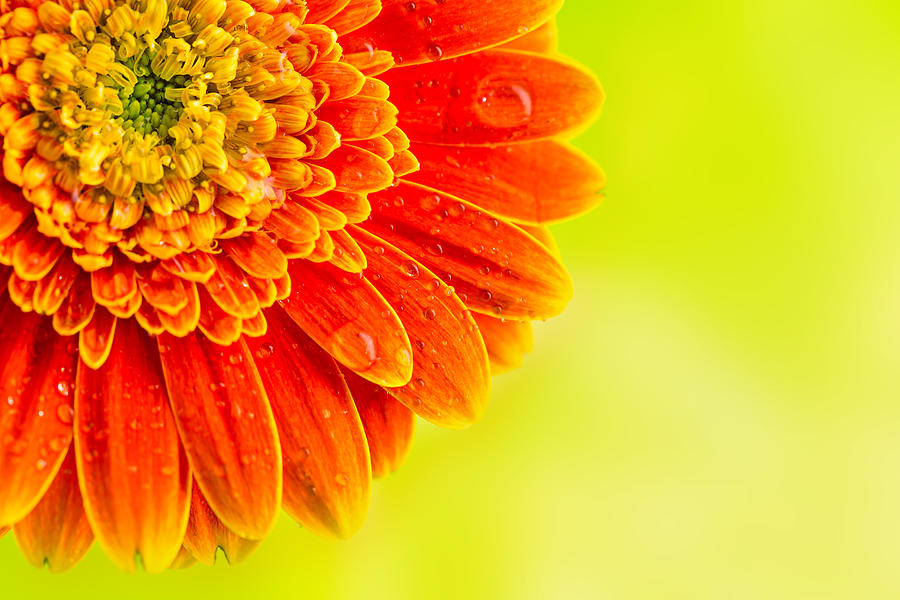 orange and yellow gerbera daisies