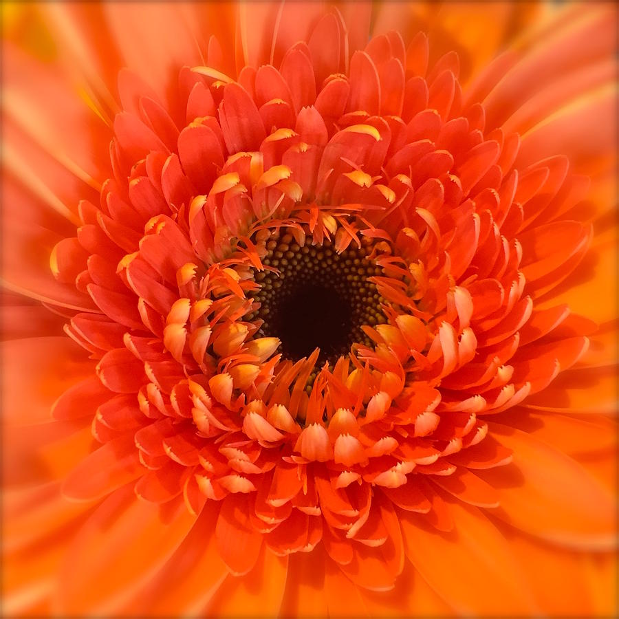  Orange Gerbera daisy  Photograph by Wonju Hulse