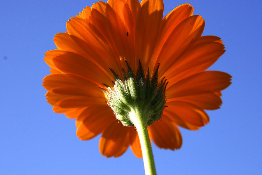 Orange Gerbera Flower Photograph by PIXELS  XPOSED Ralph A Ledergerber Photography